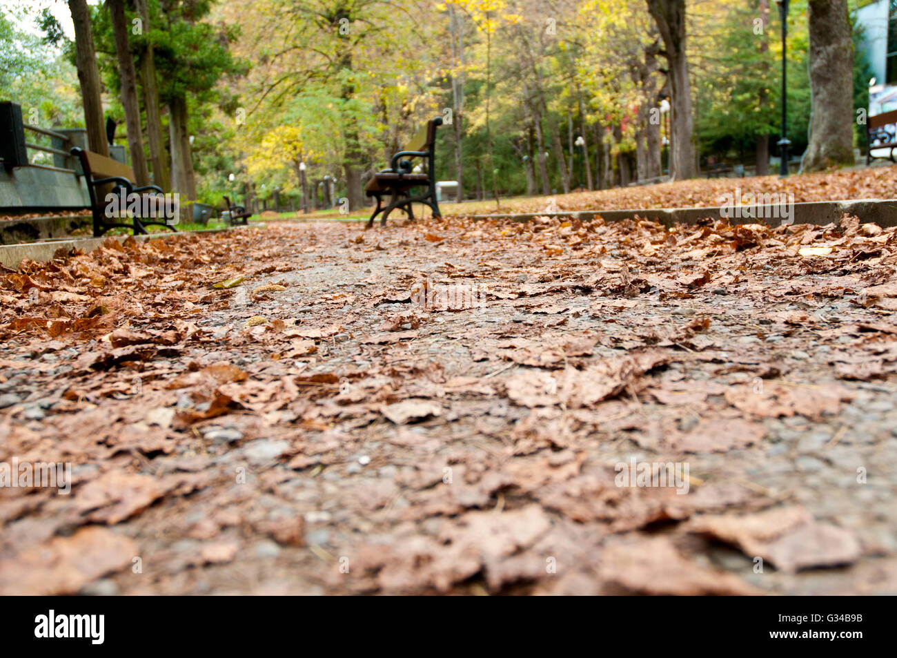 Gesäumte Bänke entlang Tree Path – ruhige Herbstpromenade im Borjomi Forest Stockfoto