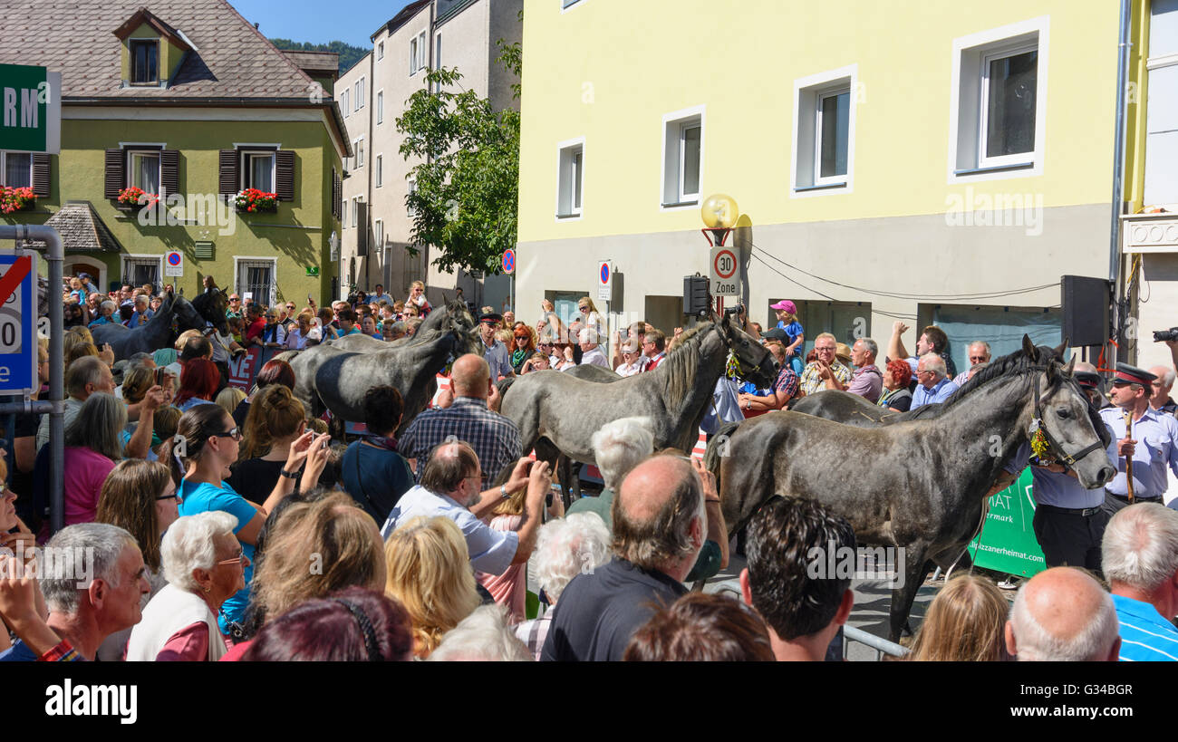 (Laufwerk von der Alm) Almabtrieb der Lipizzaner-Hengste der Lipizzaner-Gestüt Piber, Eingabe der Stadt Köflach, Österreich Stockfoto