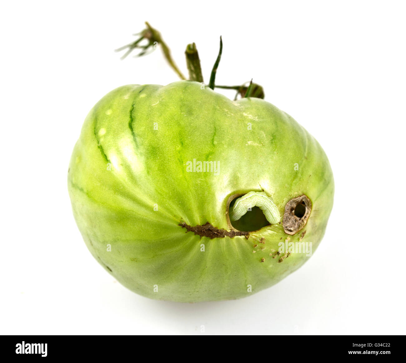 Raupen, auch bekannt als Budworms, eines der vielen fiesen Tomate Schädlinge Stockfoto