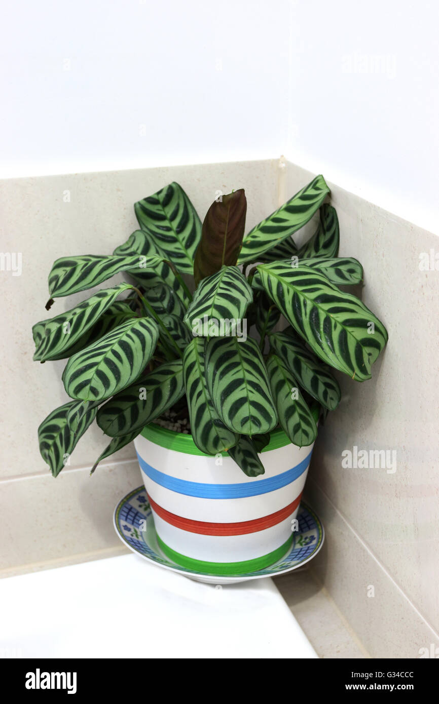 Indoor-Anlage Calathea Concinna oder bekannt als Zebra Pflanze, Pfau Pflanze, Rattle Snake Pflanze, Gebet Pflanze, ordentlich Calathea, Stockfoto