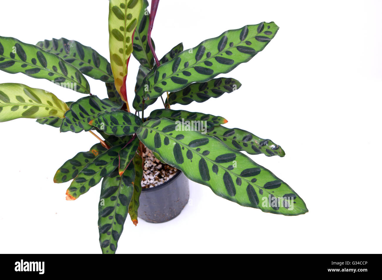 dracena milky way Dracaena Surculosa 'Milky Way' main image 1