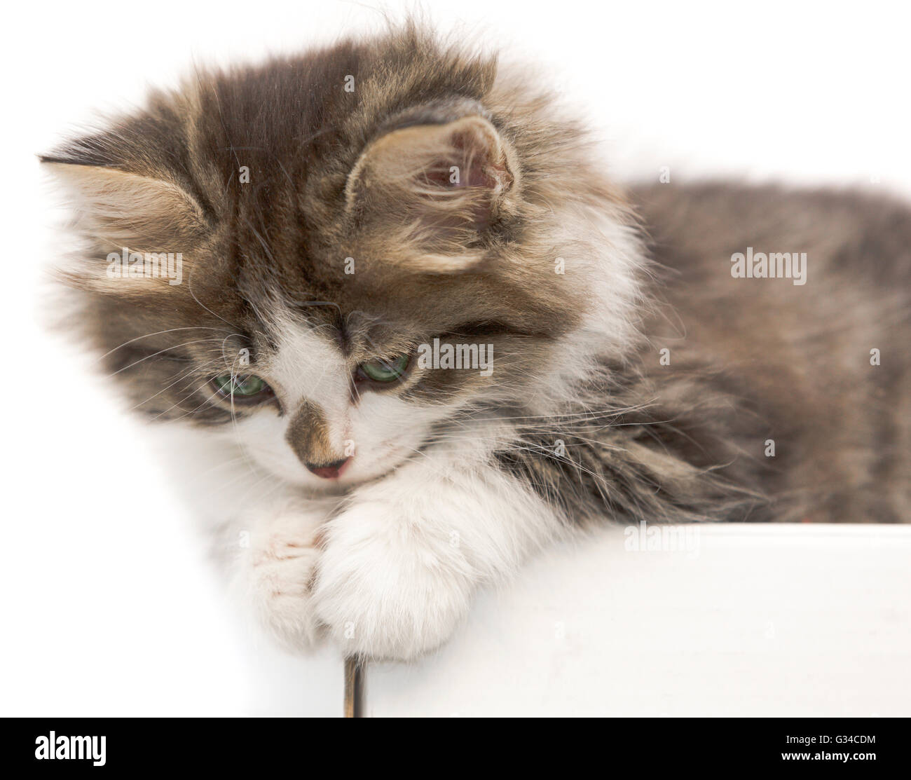 Katze Kitten Haustiere in- Stockfoto