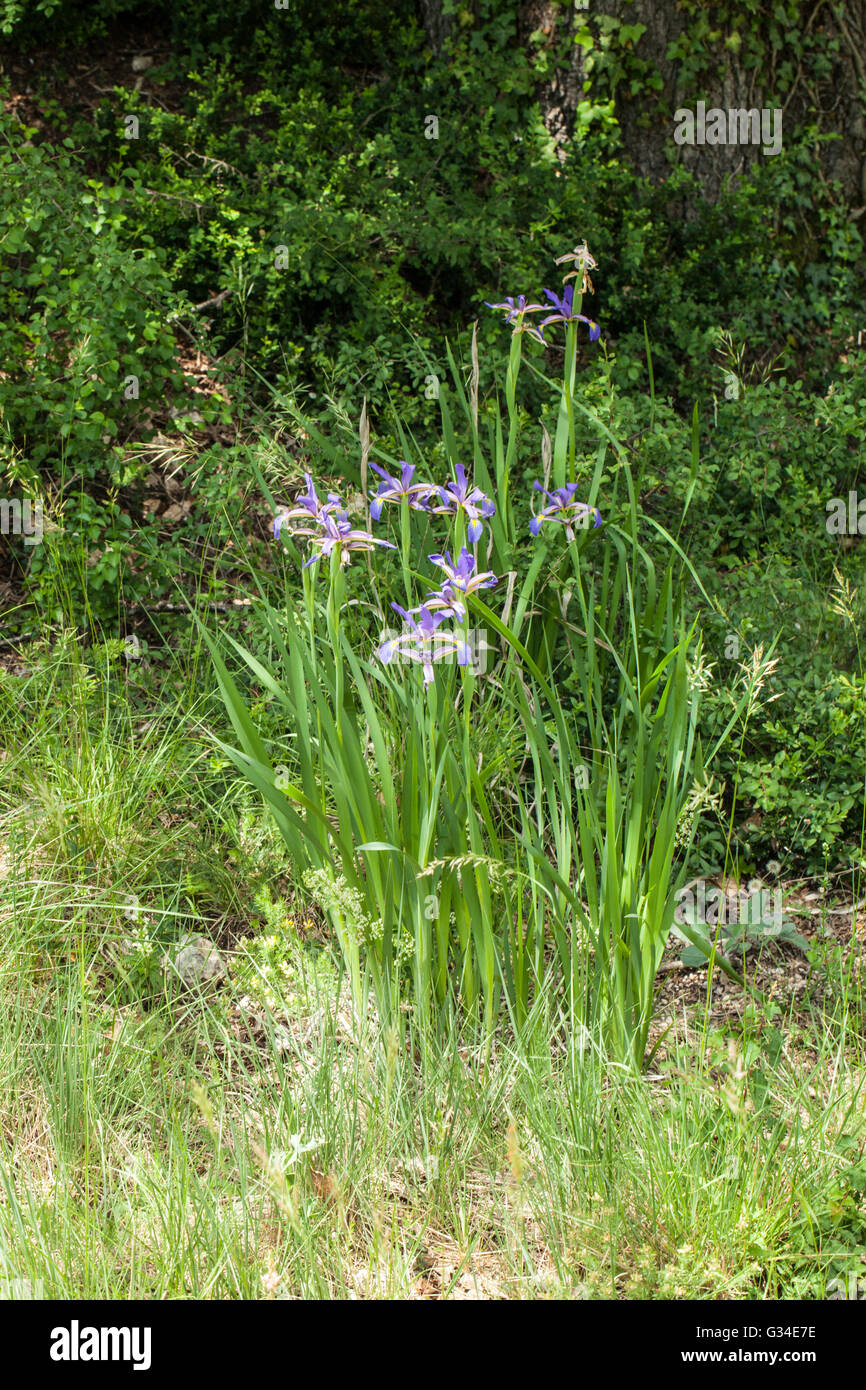 Iris spuria Stockfoto