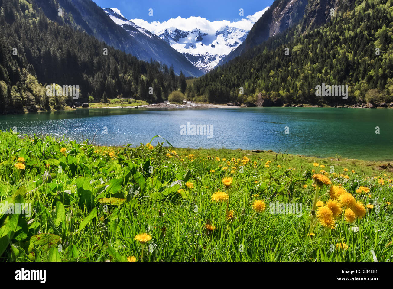 Idyllische Berglandschaft der Alpen im Frühling mit blühenden Blumen und Bergsee. Stilluptal, Österreich, Tirol. Stockfoto