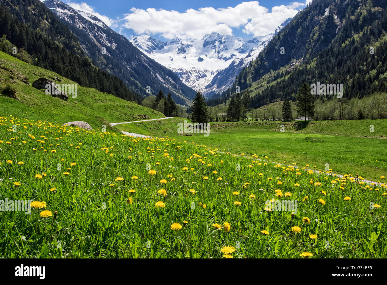 Wunderschöne Landschaft mit Alpen im Stilluptal, Mayrhofen, Österreich. Stockfoto