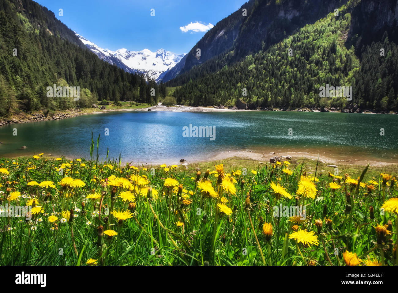 Almwiese mit Löwenzahn Blumen in der Nähe von einem See in den Bergen. Stilluptal, Österreich, Tirol. Stockfoto