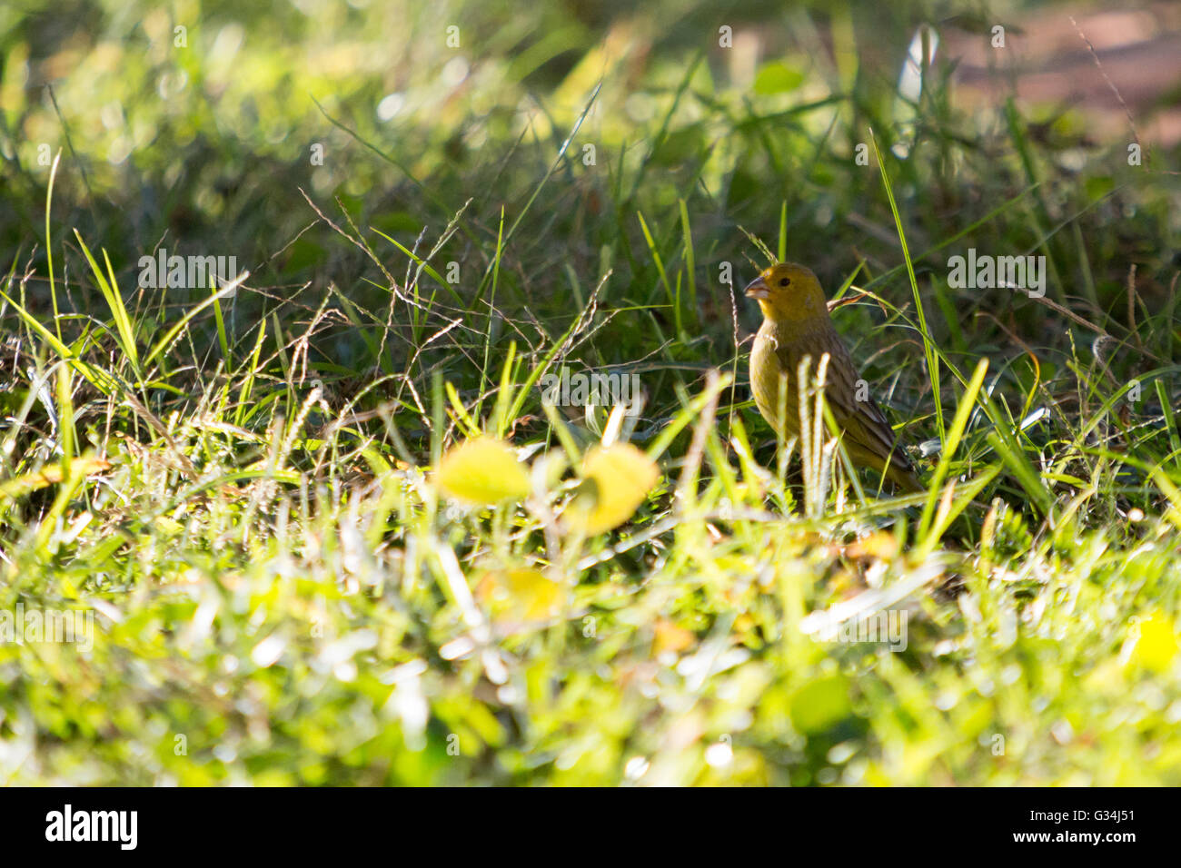 Asuncion, Paraguay. Juni 2016. Ein männlicher safranfinkenvogel (Sicalis flaveola) zwischen Gras, wird an sonnigen Tagen in Asuncion, Paraguay, gesehen. Anm.: Andre M. Chang/Alamy Live News Stockfoto