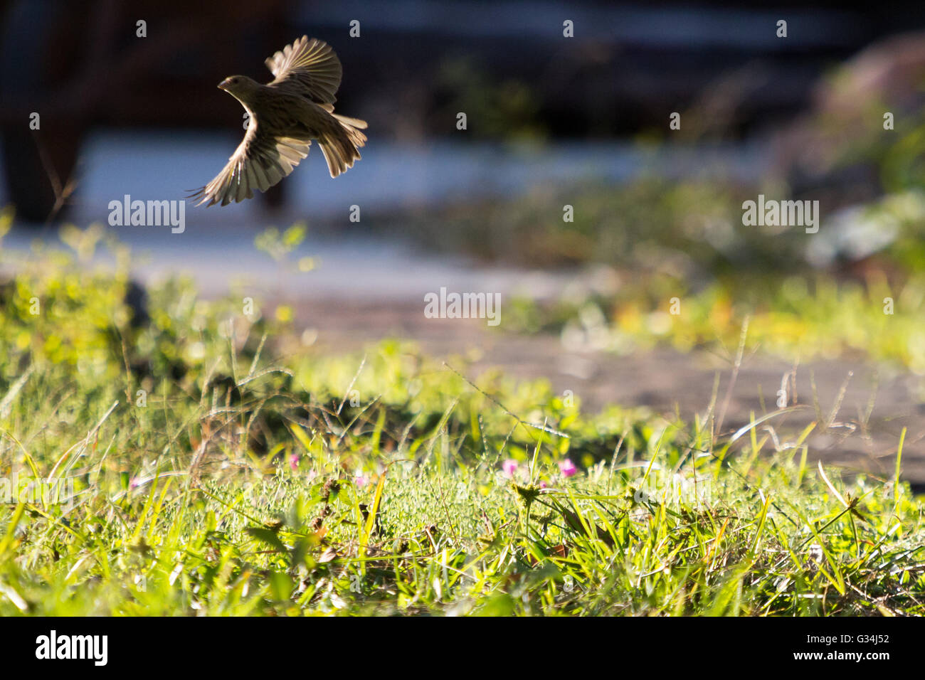Asuncion, Paraguay. 7. Juni 2016. Ein weiblicher Safran Finch (Sicalis Flaveola) Vogel ausziehen aus dem grünen Rasen Boden an sonnigen Tag in Asuncion, Paraguay gesehen. Bildnachweis: Andre M. Chang/ARDUOPRESS/Alamy Live-Nachrichten Stockfoto