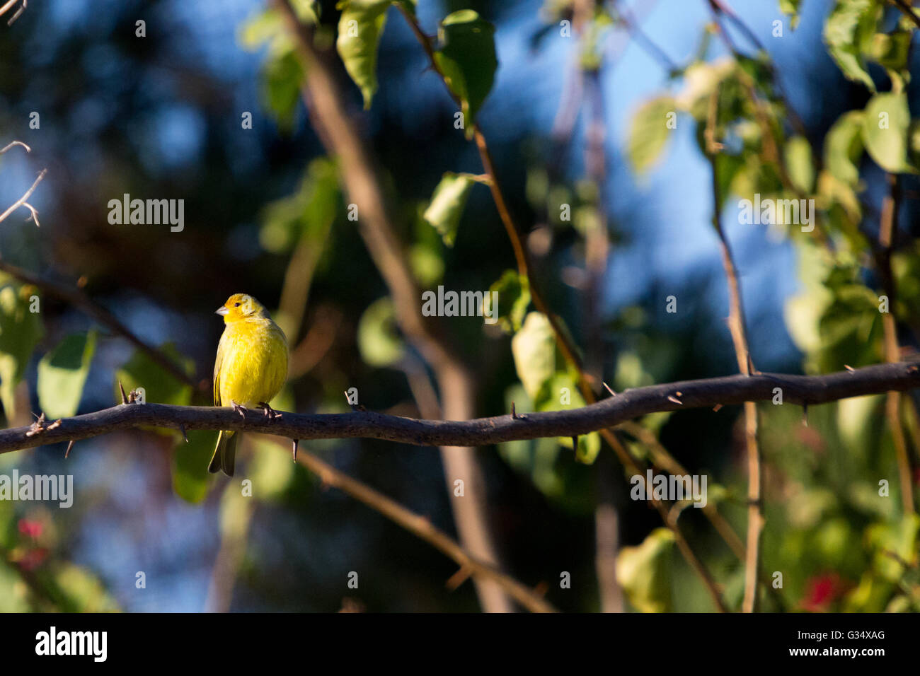 Asuncion, Paraguay. 8.. Juni 2016. Ein männlicher Saffronfink (Sicalis flaveola)-Vogel, der beim Sonnenbaden auf einer lilafarbenen Bougainvillea oder einem Zierrebenzweig „Santa Rita“ sitzt, ist an sonnigen Tagen in Asuncion, Paraguay, zu sehen. Kredit: Andre M. Chang/Alamy Live News Stockfoto
