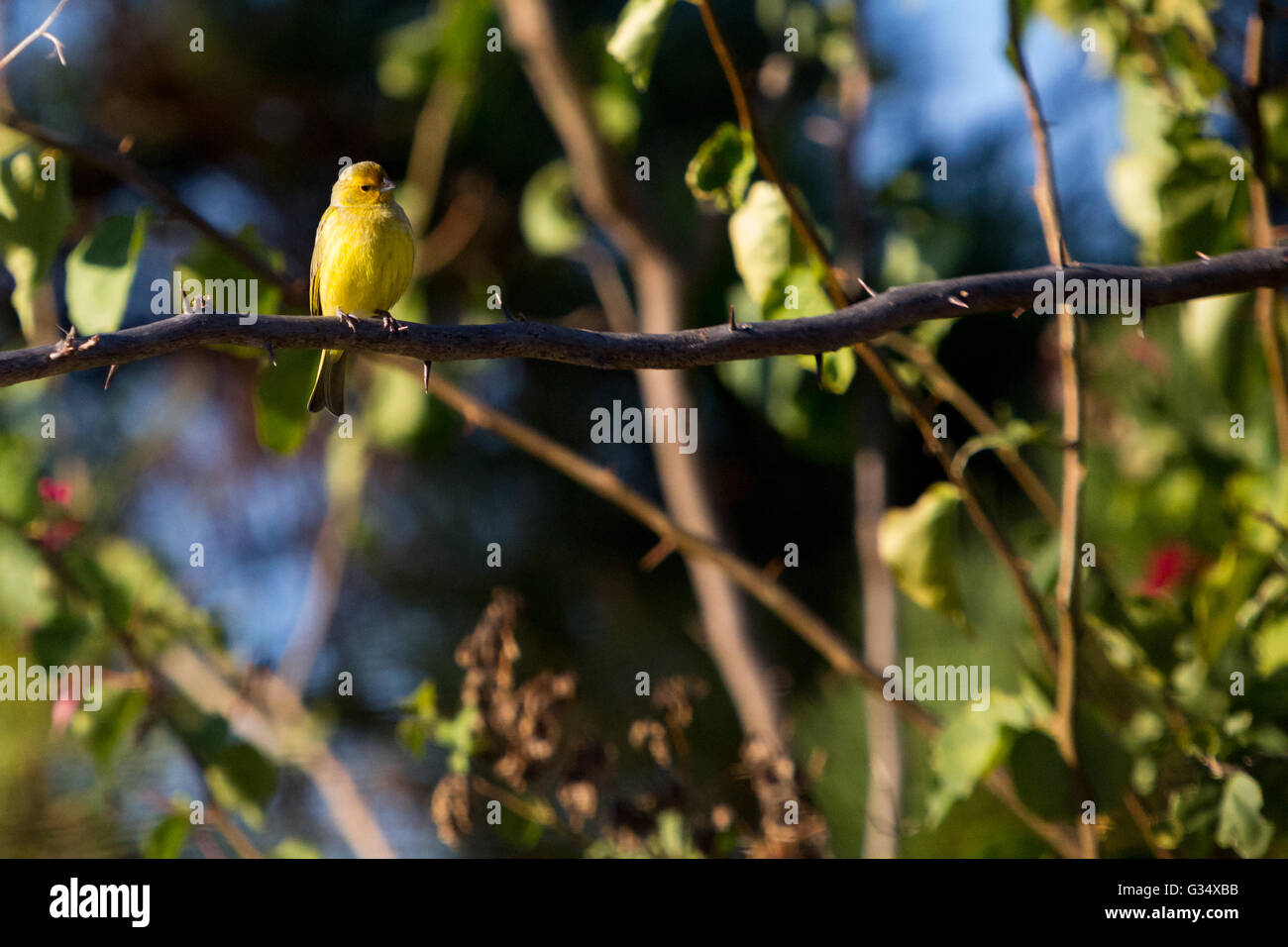 Asuncion, Paraguay. 8.. Juni 2016. Ein männlicher Saffronfink (Sicalis flaveola)-Vogel, der beim Sonnenbaden auf einer lilafarbenen Bougainvillea oder einem Zierrebenzweig „Santa Rita“ sitzt, ist an sonnigen Tagen in Asuncion, Paraguay, zu sehen. Kredit: Andre M. Chang/Alamy Live News Stockfoto