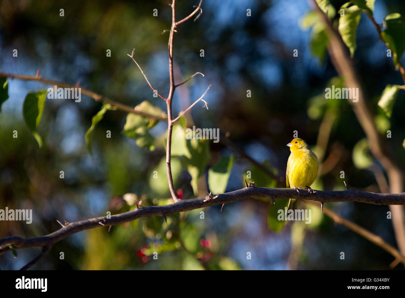 Asuncion, Paraguay. 8.. Juni 2016. Ein männlicher Saffronfink (Sicalis flaveola)-Vogel, der beim Sonnenbaden auf einer lilafarbenen Bougainvillea oder einem Zierrebenzweig „Santa Rita“ sitzt, ist an sonnigen Tagen in Asuncion, Paraguay, zu sehen. Kredit: Andre M. Chang/Alamy Live News Stockfoto