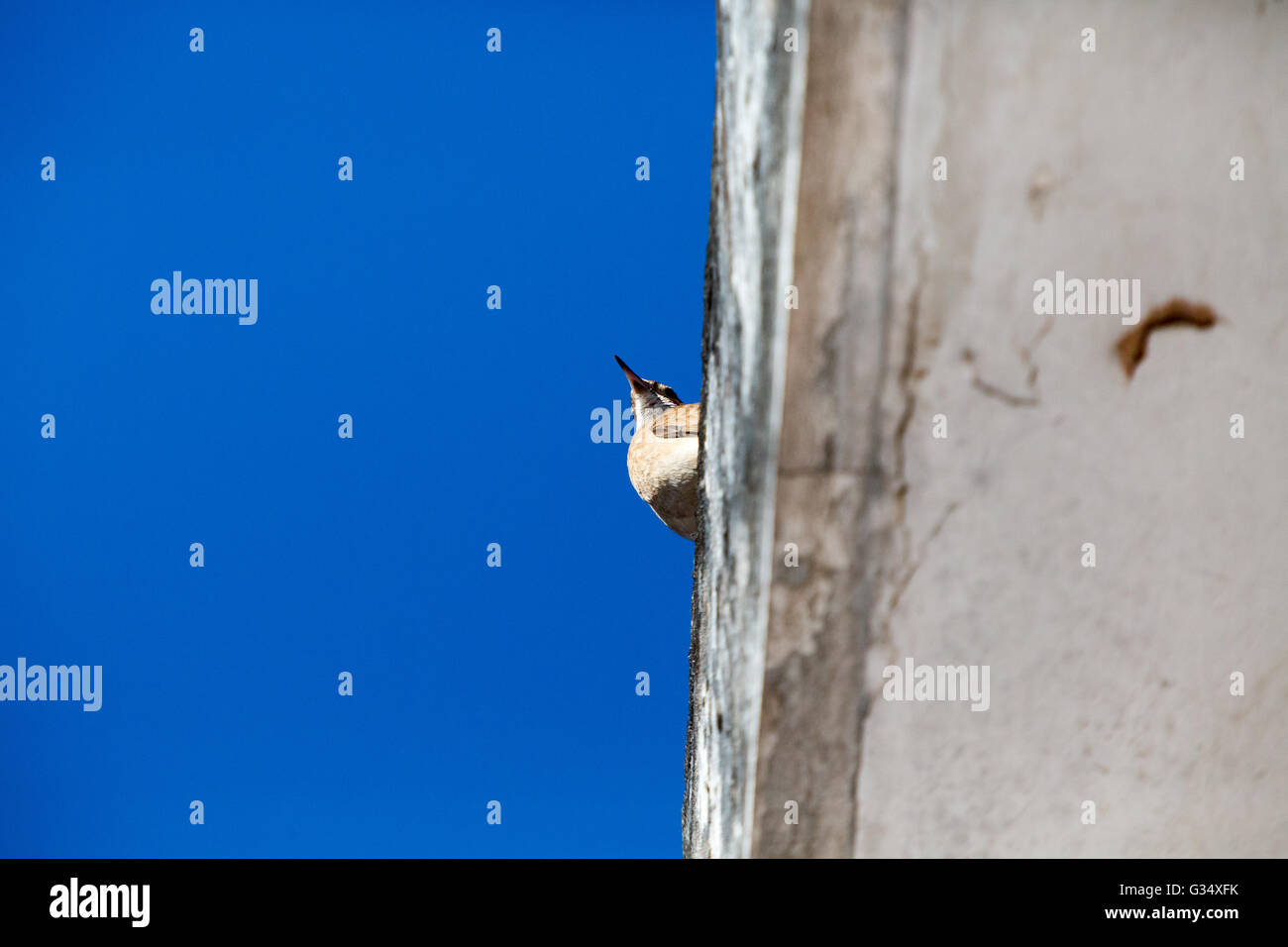 Asuncion, Paraguay. Juni 2016. Der Vogel Furnarius rufus steht auf dem Dach unter blauem Himmel und wird an sonnigen Tagen in Asuncion, Paraguay, gesehen. Anm.: Andre M. Chang/Alamy Live News Stockfoto