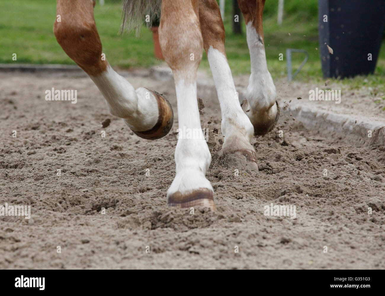 eine braune Dressurpferd traben auf einem sandigen Boden-Turnier Stockfoto
