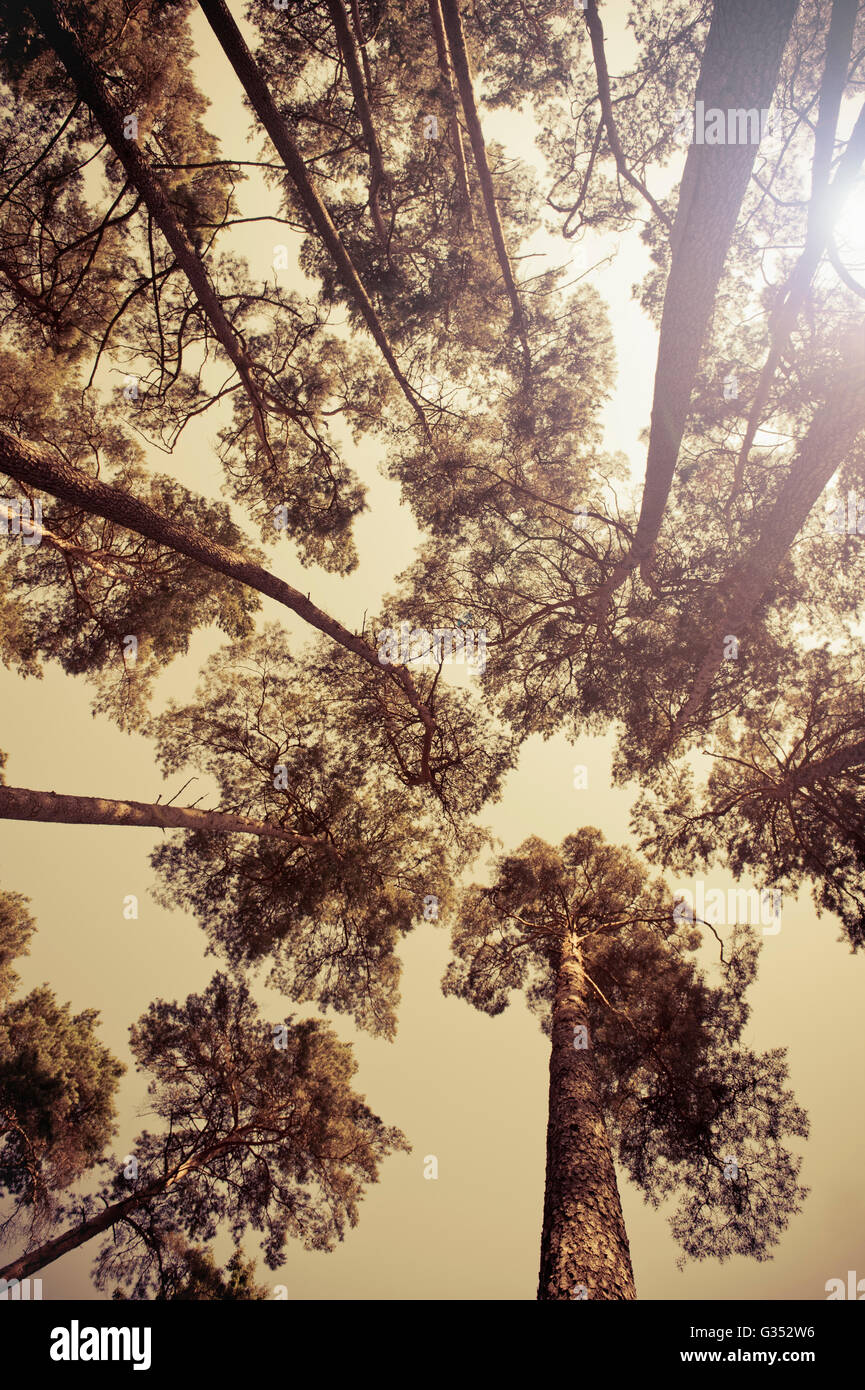 Tree Tops gegen Sonnenlicht Stockfoto