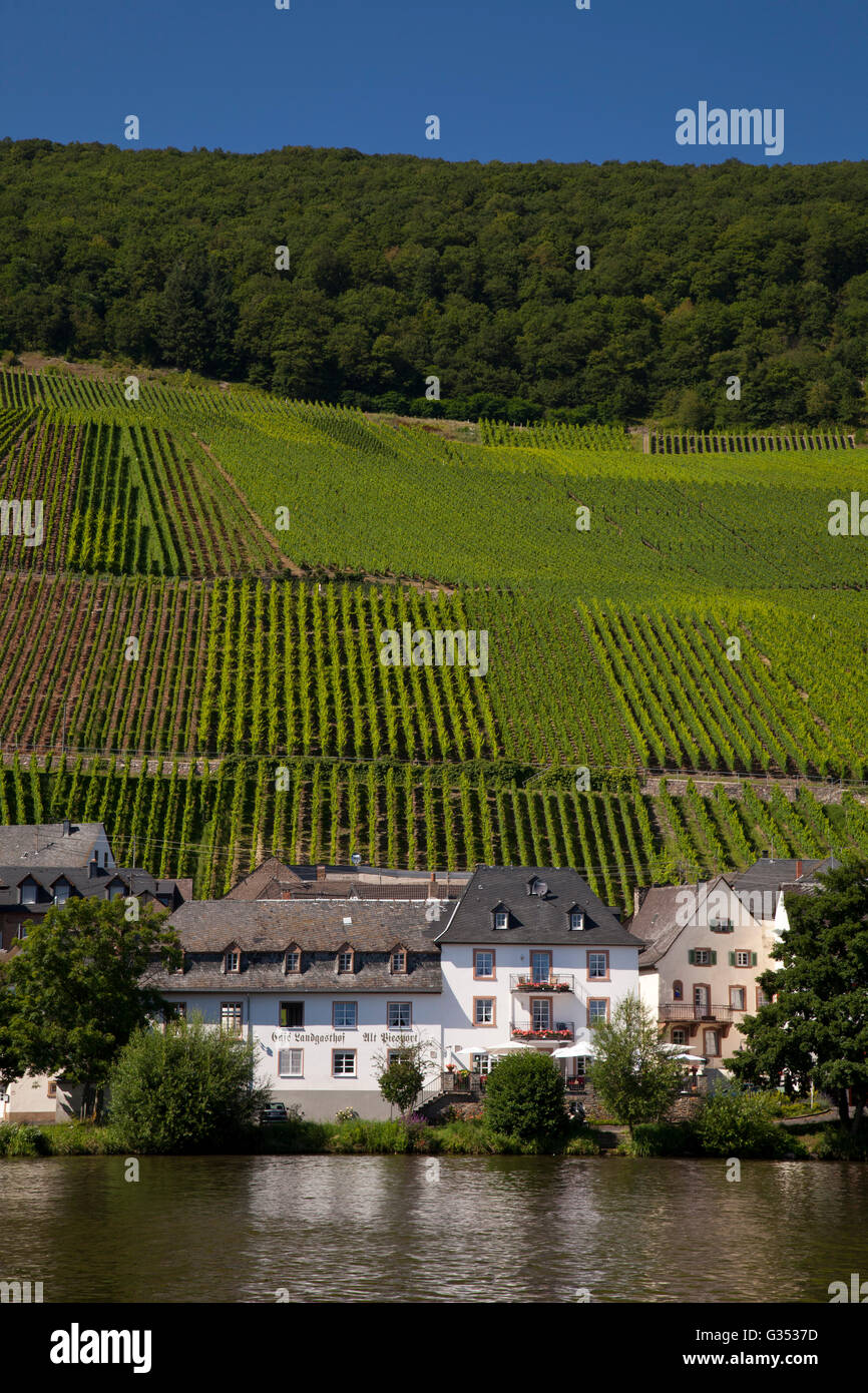 Café und Landgasthof, Alt-Piesport, umgeben von Weinbergen, Piesport, Mosel, Rheinland-Pfalz, PublicGround Stockfoto