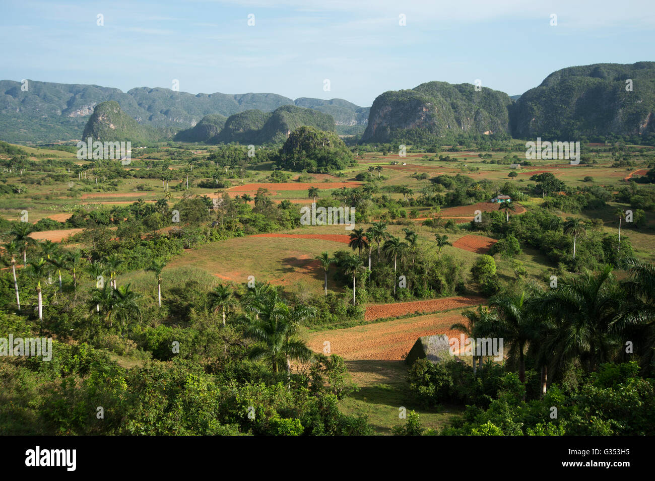 Die grüne fruchtbare Tabakanbau Felder des Valle de Viñales auf Kuba mit Dschungel bedeckt Mogotes im Hintergrund Stockfoto