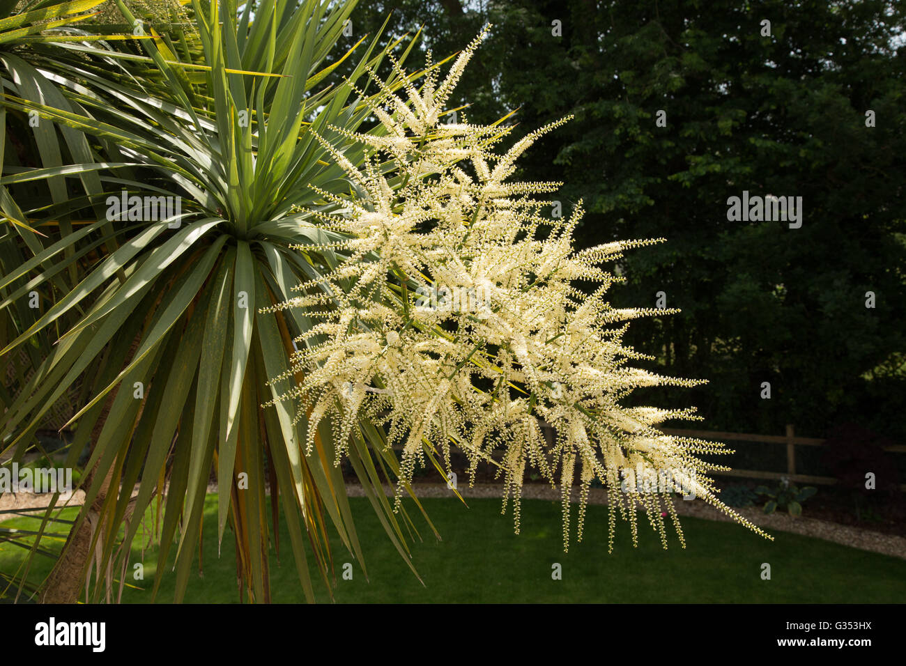 Cordyline Australis Blumen, allgemein bekannt als der Kohl Baum, Kohl-Palme oder Tī Kōuka, ist ein weit verzweigtes Monocot Baum Stockfoto