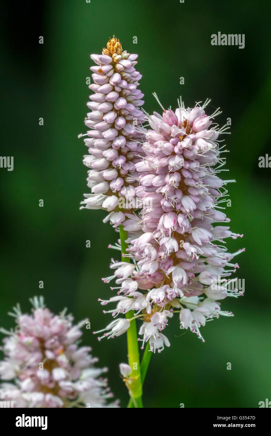 Gemeinsamen cm / Wiese cm (Persicaria Bistorta / Polygonum Bistorta) in Blüte Stockfoto