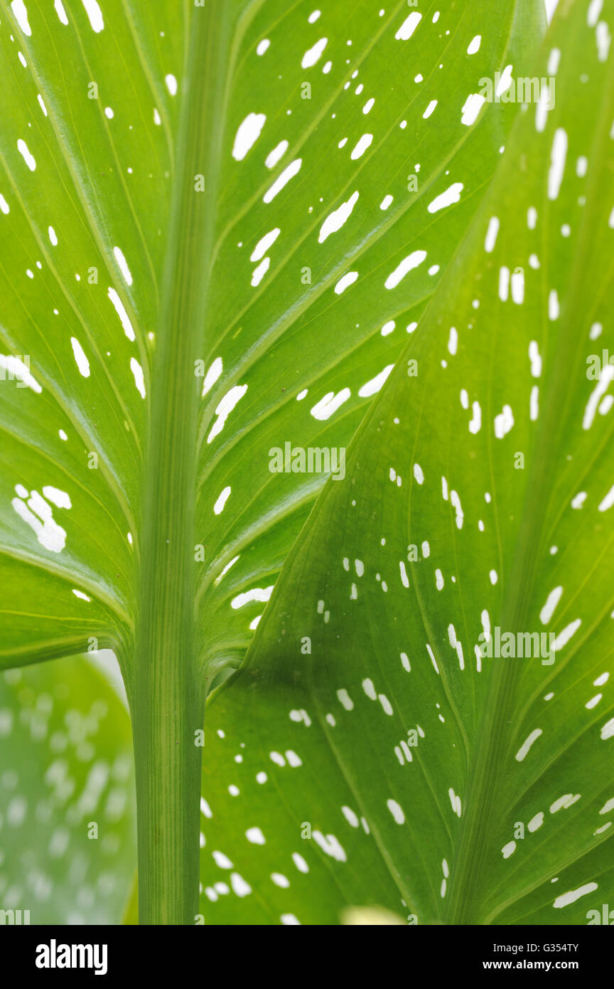 Hintergrund aus grünen Blättern mit weißen Punkten hautnah. Stockfoto
