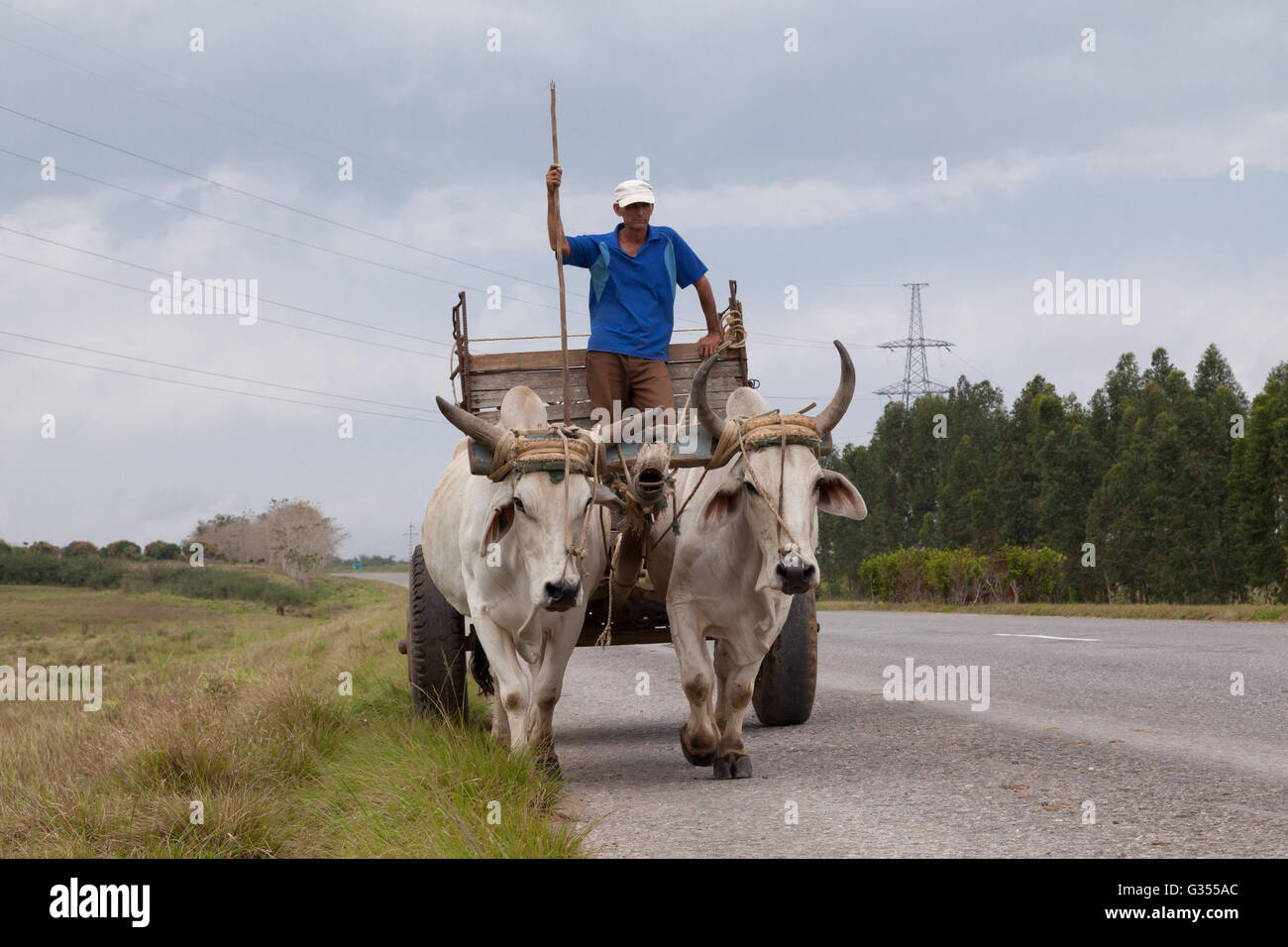 Bauer mit Wagen, gezogen von zwei Ochsen in Kuba Stockfoto