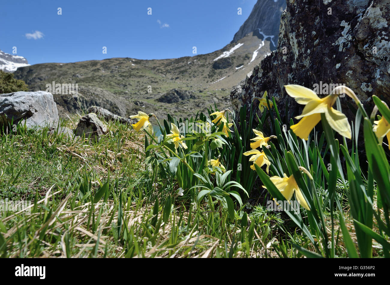Blüte mit gelben Daffies in den Frühling-Bergen Stockfoto
