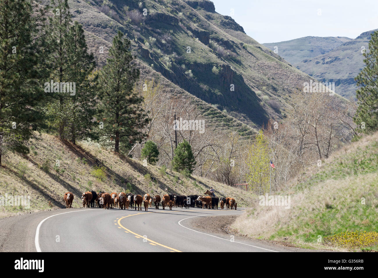 Verschieben von Rindern auf einer Straße im Nordosten Oregon. Stockfoto