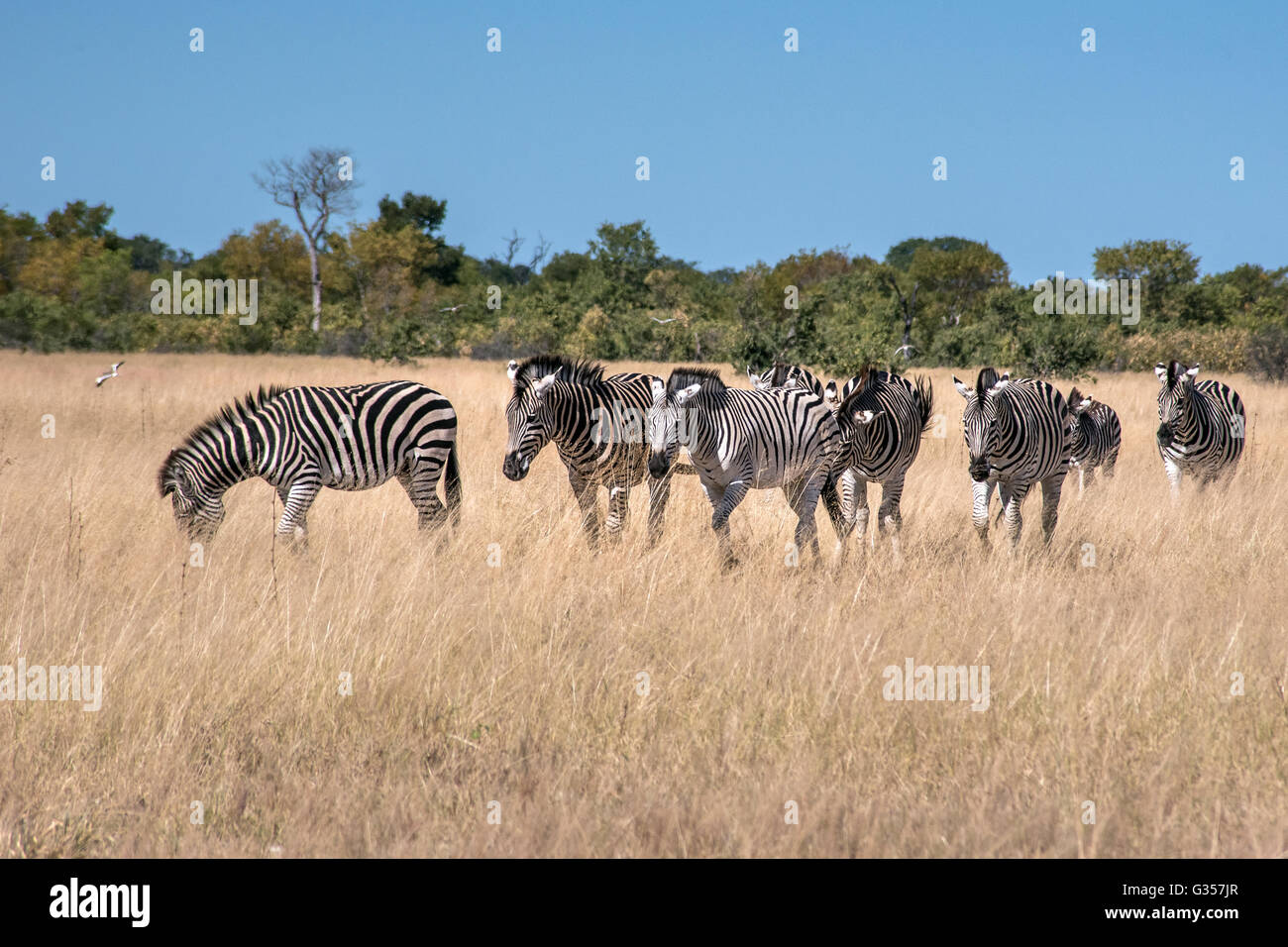 Burchells Zebra in der Nähe von Guvalala Pan in Hwange National Park Stockfoto