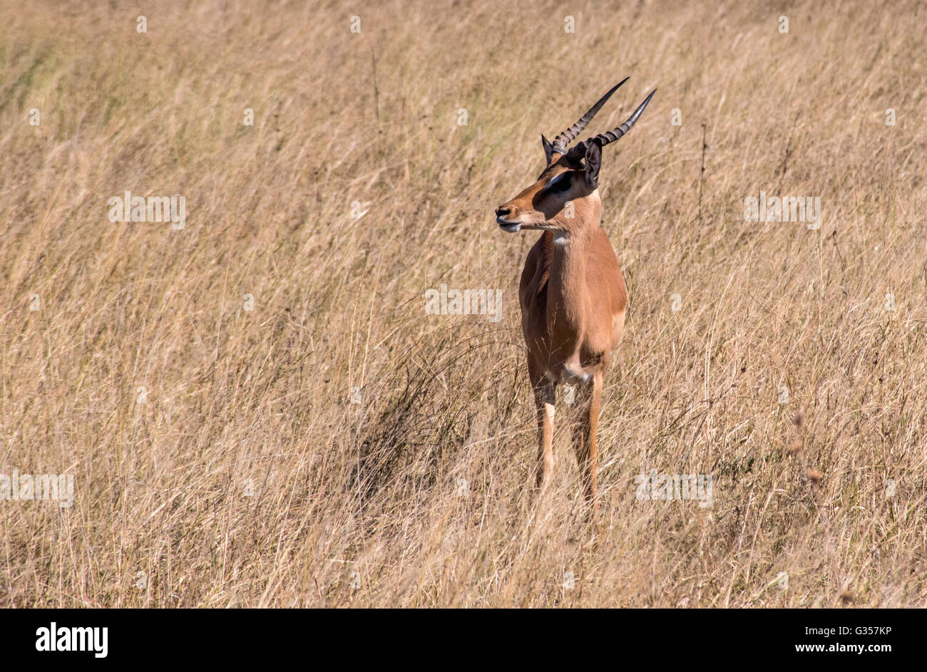 Impala in Dopi Pan in Hwange Nationalpark Simbabwe Stockfoto