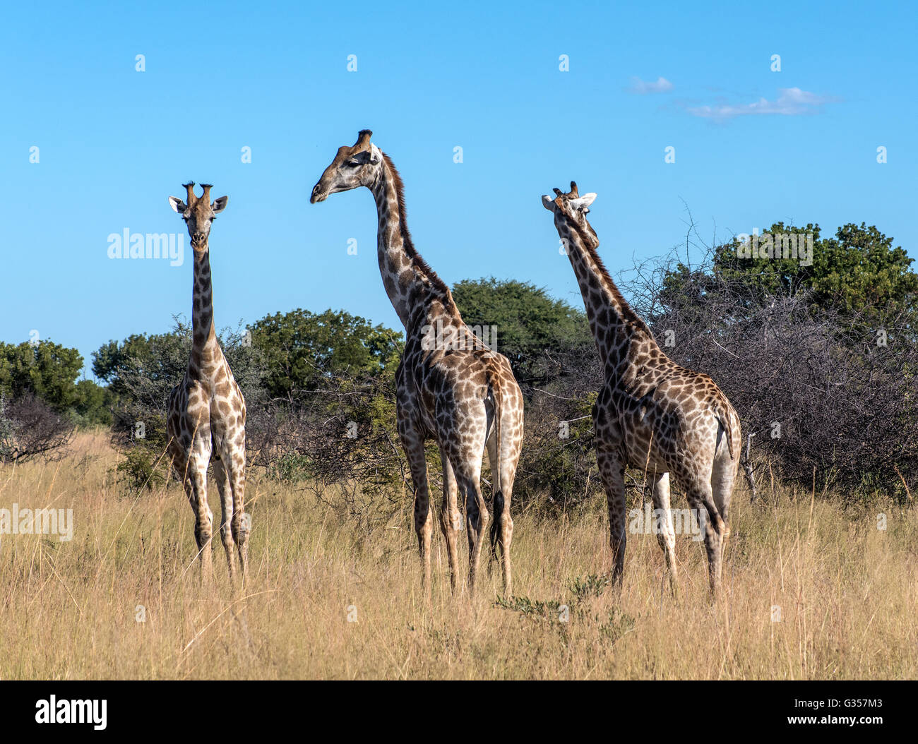 Süd AfricanGiraffe in Hwange Nationalpark Simbabwe Stockfoto