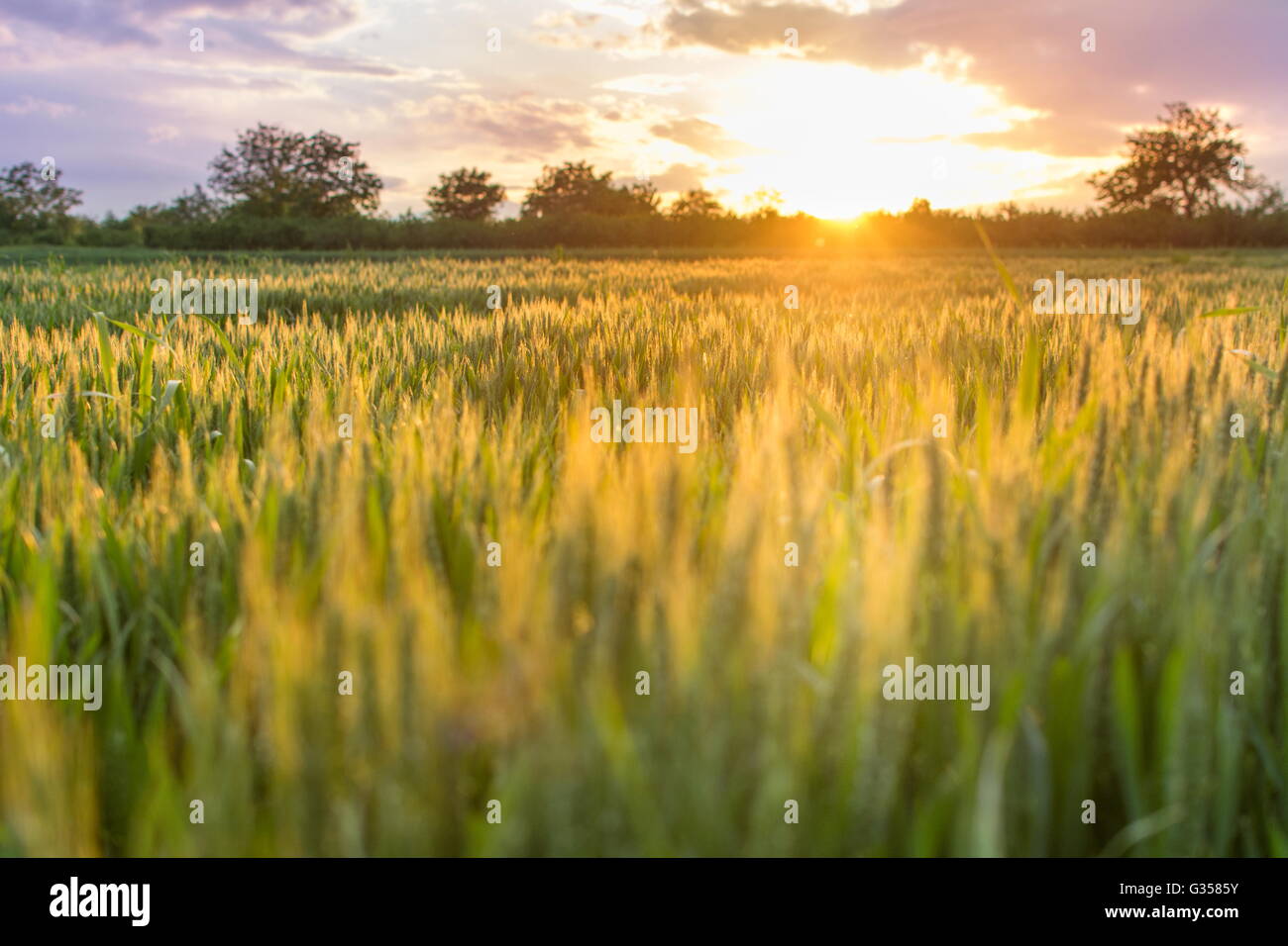 Weizenfeld in der Sonnenuntergang Querformatansicht Stockfoto
