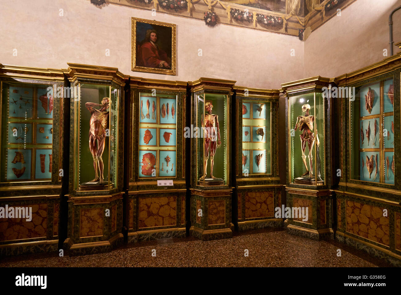 Anatomische Modelle im Poggi Museum (Museo Poggi) in den Palazzo Poggi an der Universität von Bologna. Stockfoto