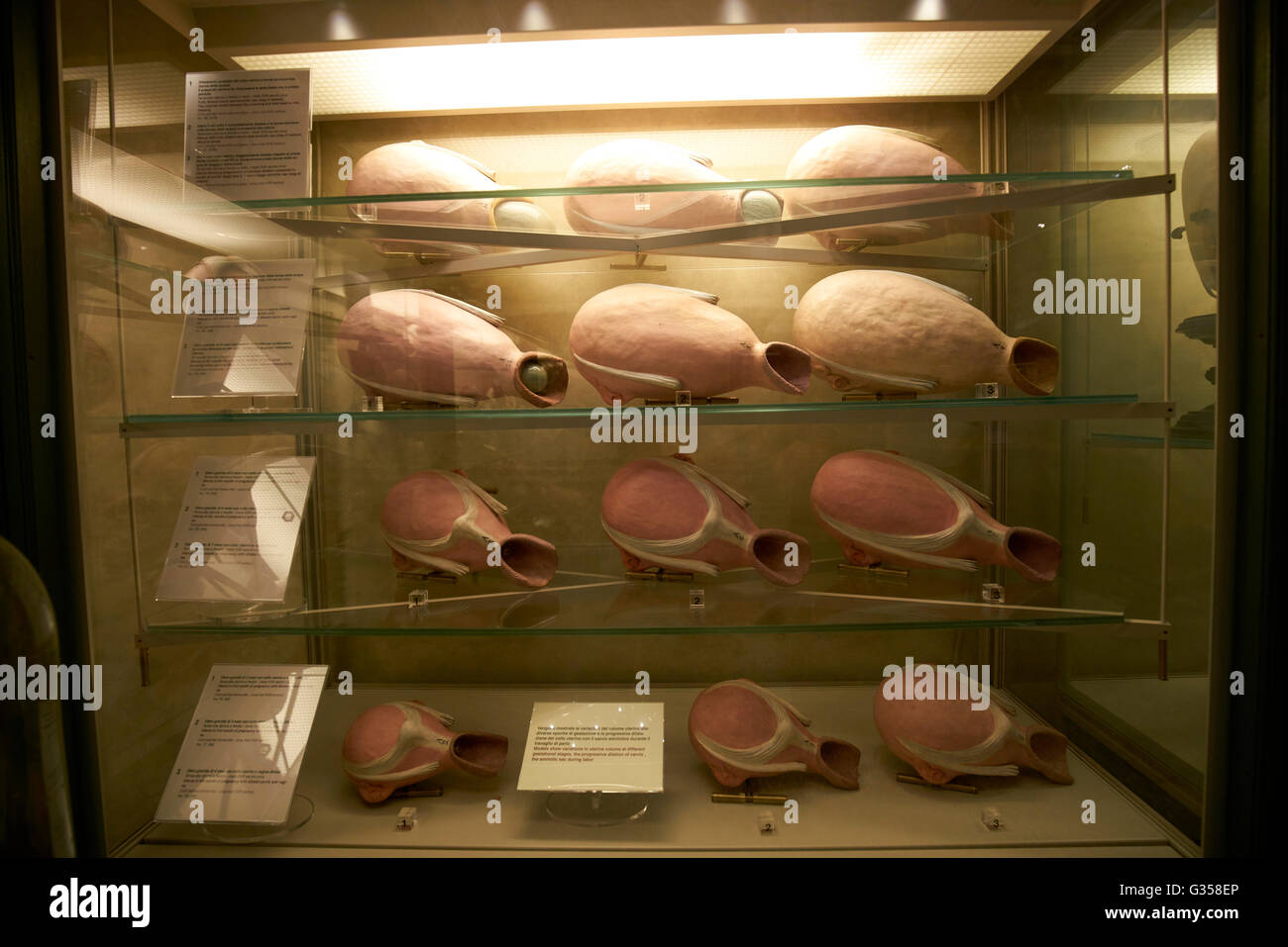 Anatomische Modelle für Geburtshilfe im Poggi Museum (Museo Poggi) in den Palazzo Poggi an der Universität von Bologna. Stockfoto