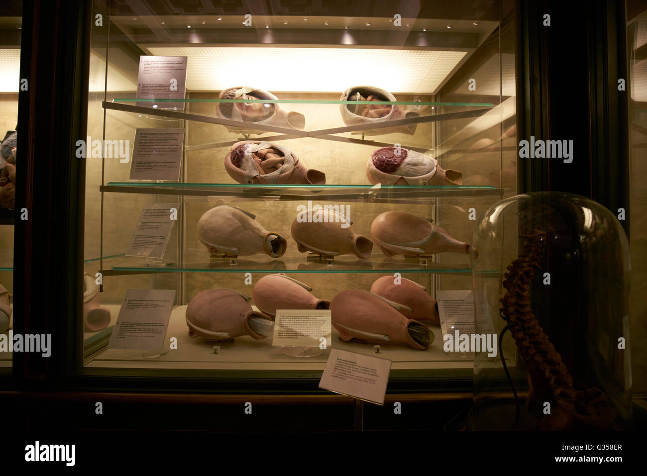 Anatomische Modelle für Geburtshilfe im Poggi Museum (Museo Poggi) in den Palazzo Poggi an der Universität von Bologna. Stockfoto