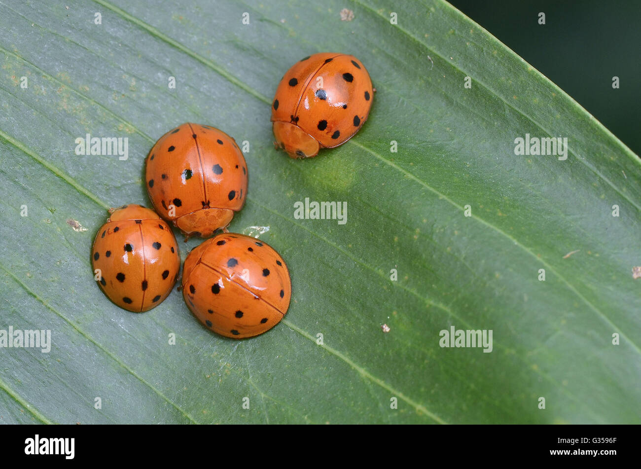 Makro Bild von einem Marienkäfer/Marienkäfer auf grünem Blatt Stockfoto