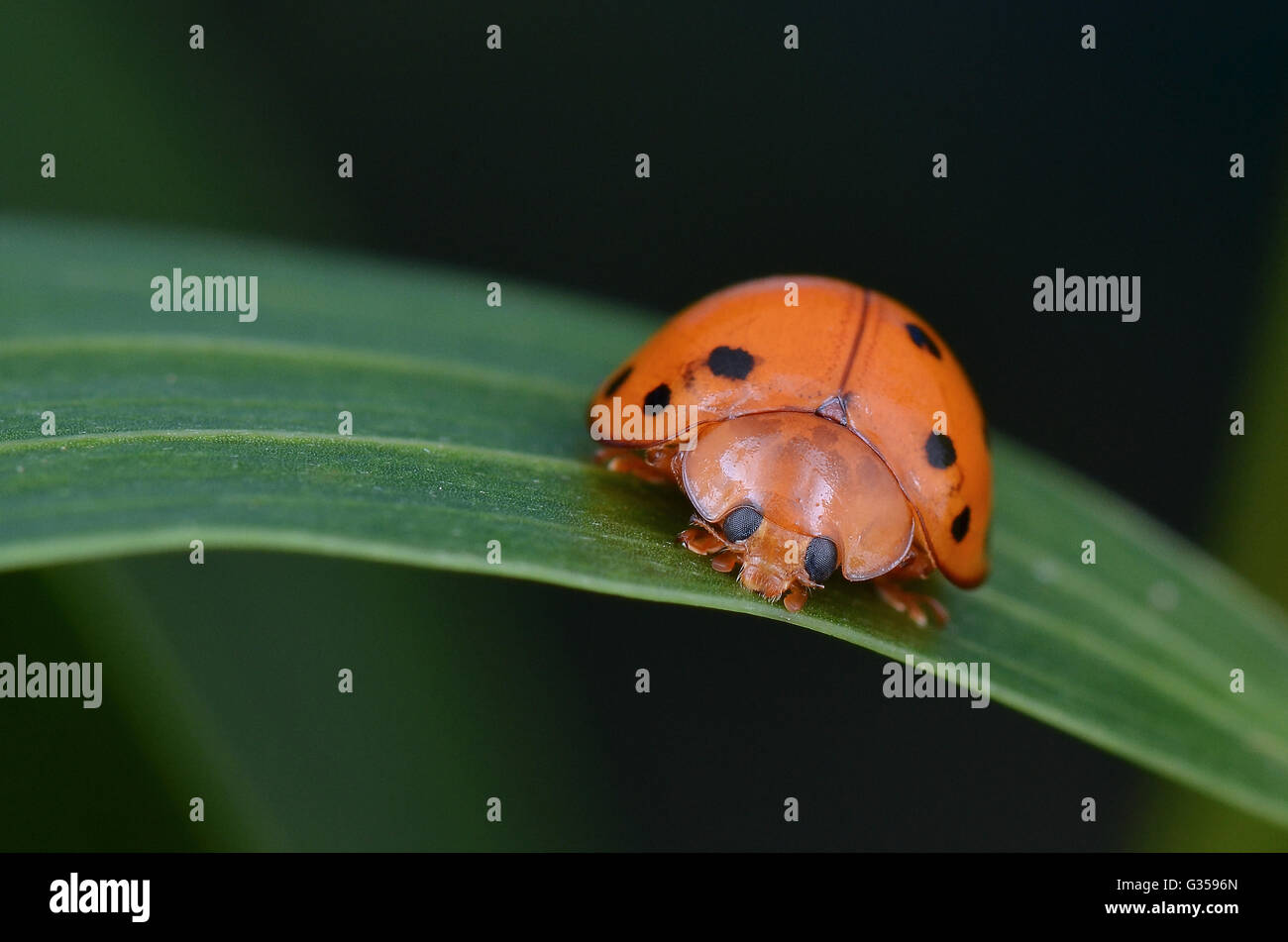 Makro Bild von einem Marienkäfer/Marienkäfer auf grünem Blatt Stockfoto