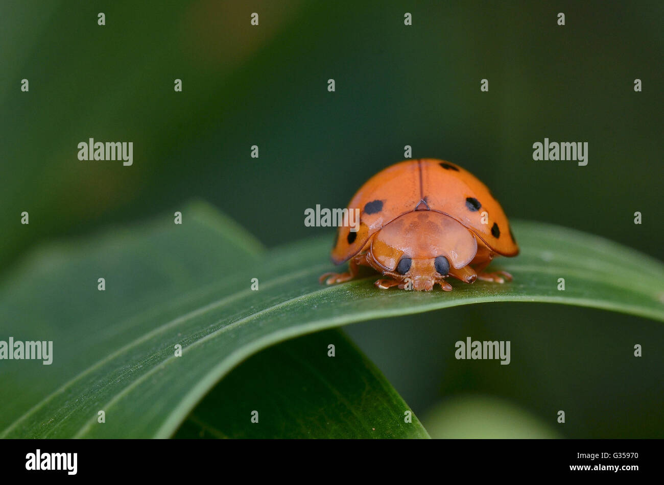 Makro Bild von einem Marienkäfer/Marienkäfer auf grünem Blatt Stockfoto