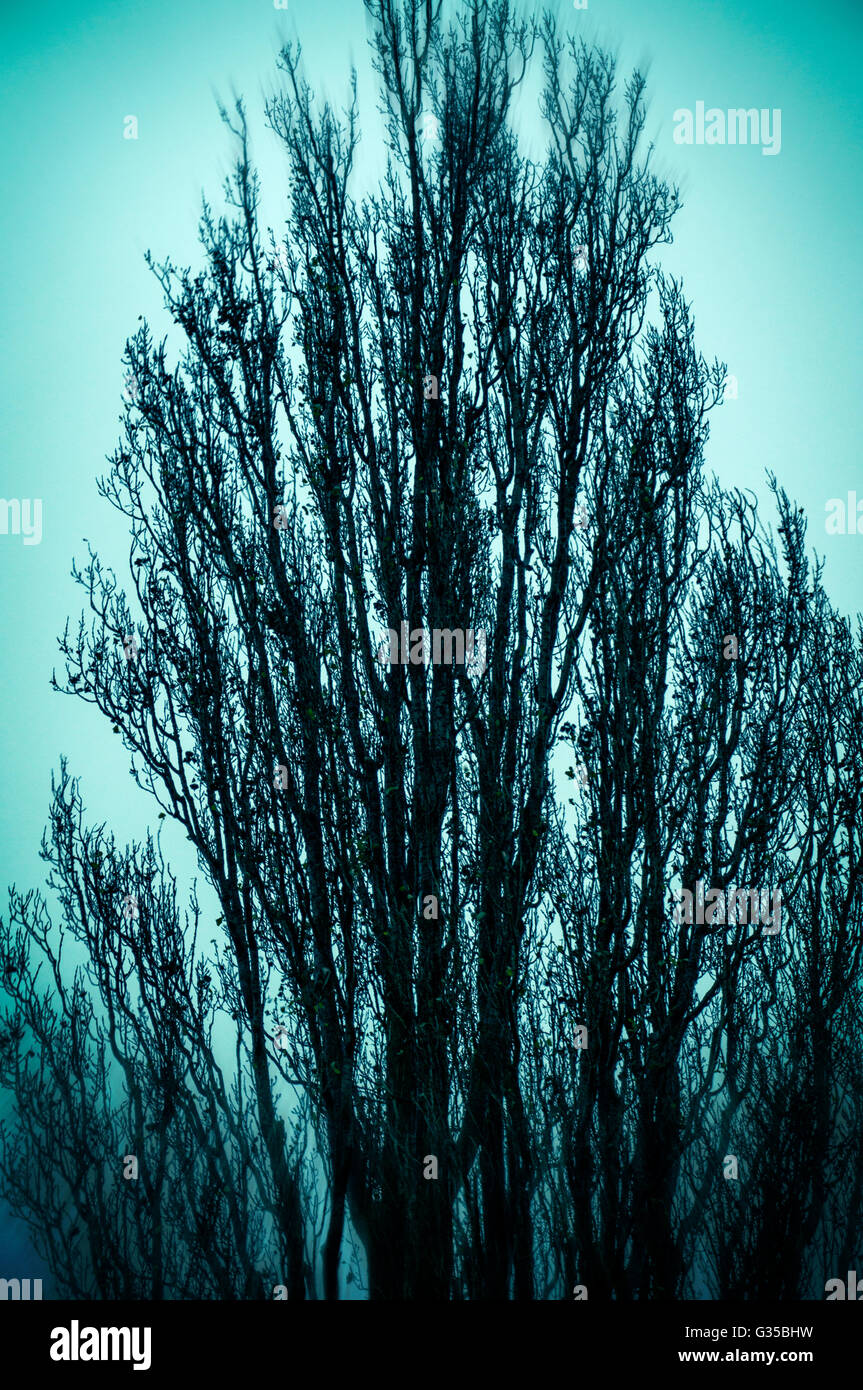 Unheimliche Baum im winter Stockfoto
