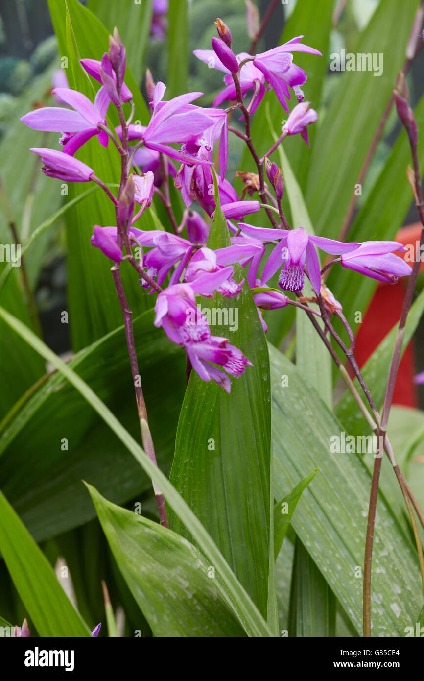 Bletilla Striata, Hyazinthe Orchidee lila Blumen und Pflanze Stockfoto