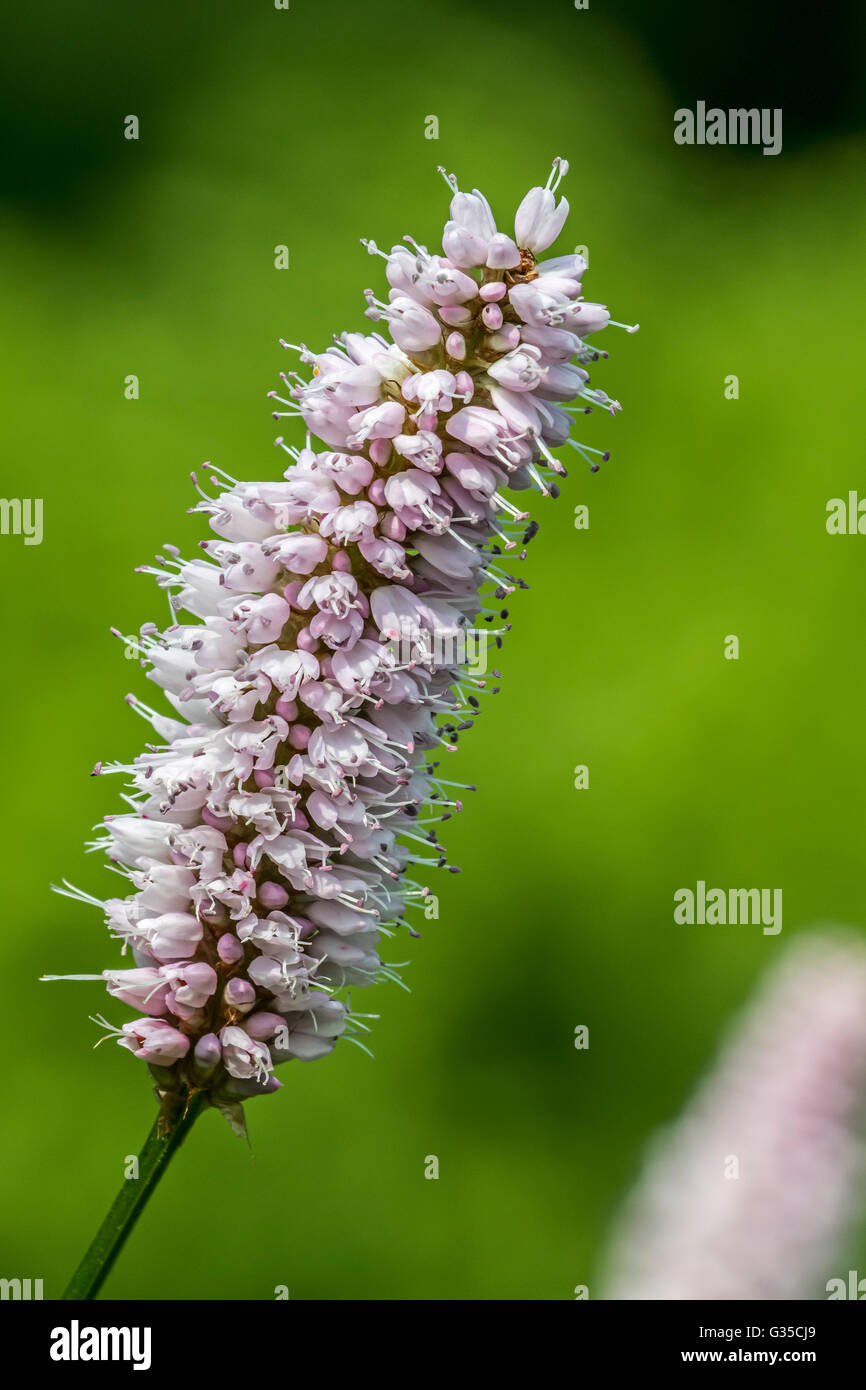 Gemeinsamen cm / Wiese cm (Persicaria Bistorta / Polygonum Bistorta) in Blüte Stockfoto