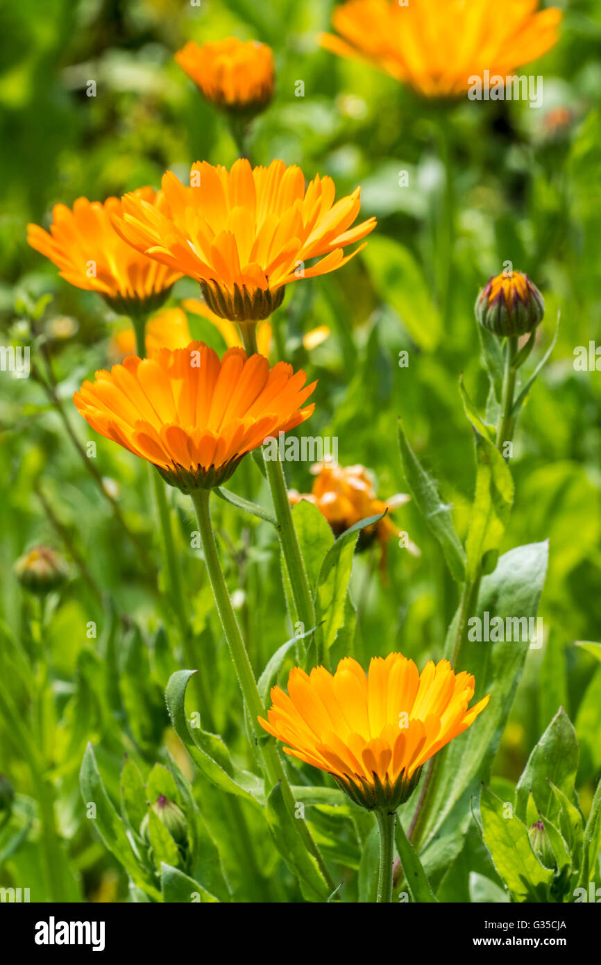 Ringelblume / ruddles / gemeinsame Ringelblume-Garten-Ringelblume (Calendula Officinalis) in Blüte Stockfoto