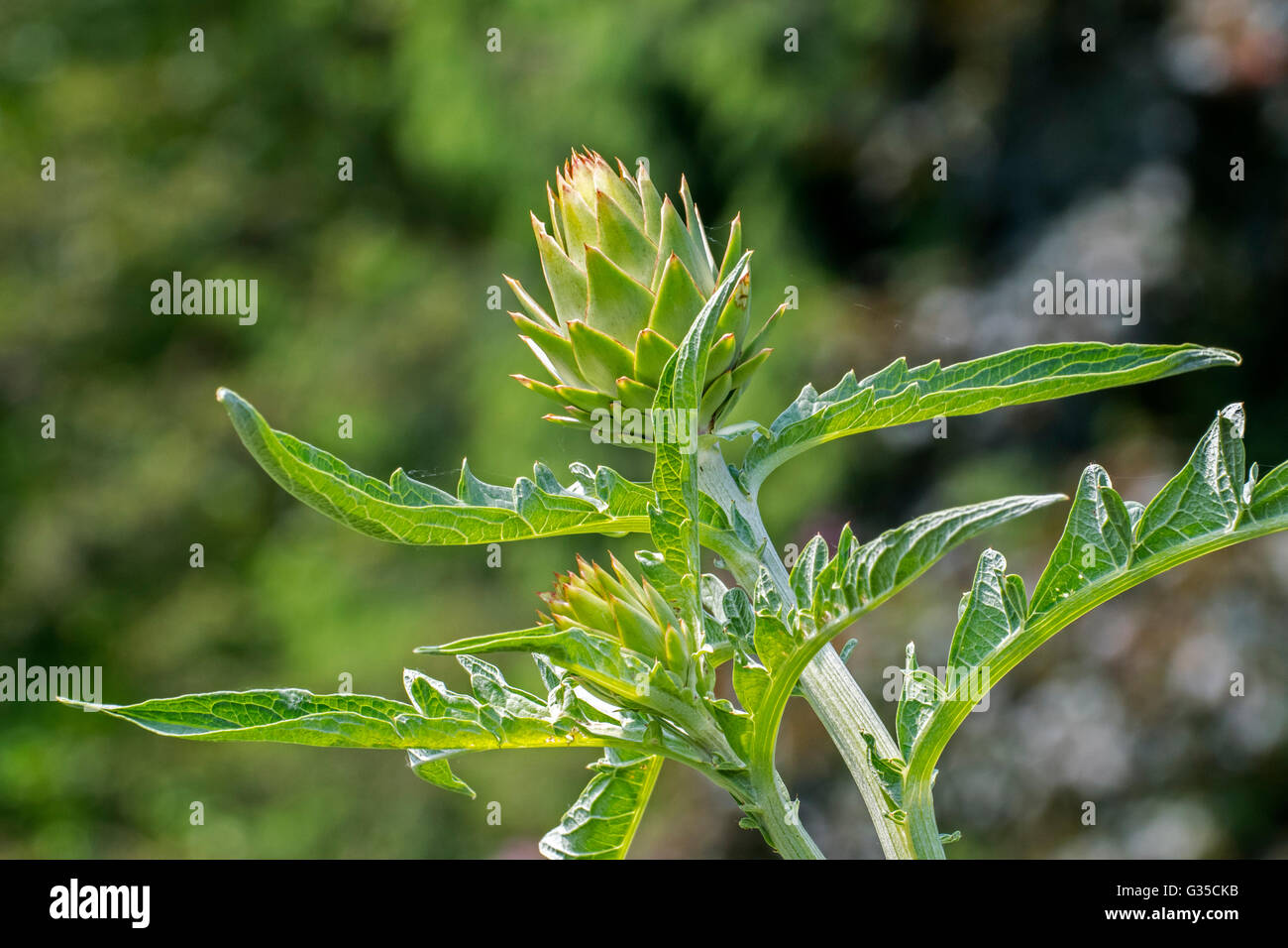Artischocke (Cynara Cardunculus var Scolymus / Cynara Scolymus) Großaufnahme von Blättern und essbare Blütenknospe Stockfoto