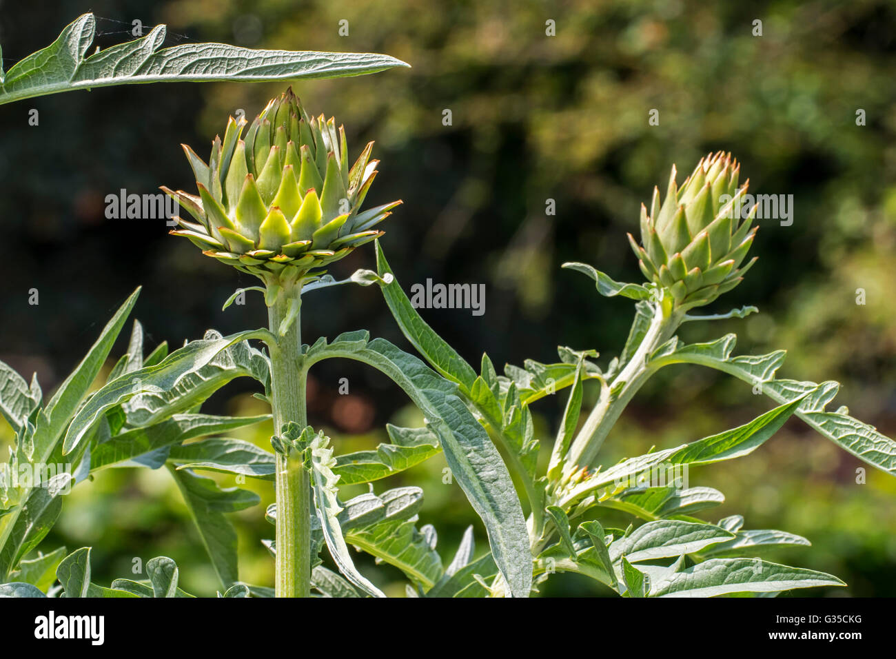 Artischocke (Cynara Cardunculus var Scolymus / Cynara Scolymus) Großaufnahme von Blättern und essbare Blütenknospen Stockfoto
