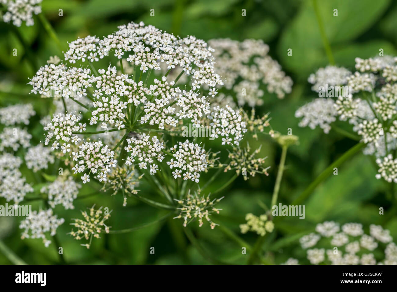 Gemahlener Holunder / Kräuter Gerard / englische Sterndolde (Aegopodium Podagraria) in Blüte Stockfoto