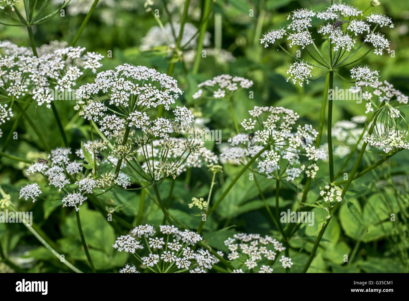 Gemahlener Holunder / Kräuter Gerard / englische Sterndolde (Aegopodium Podagraria) in Blüte Stockfoto
