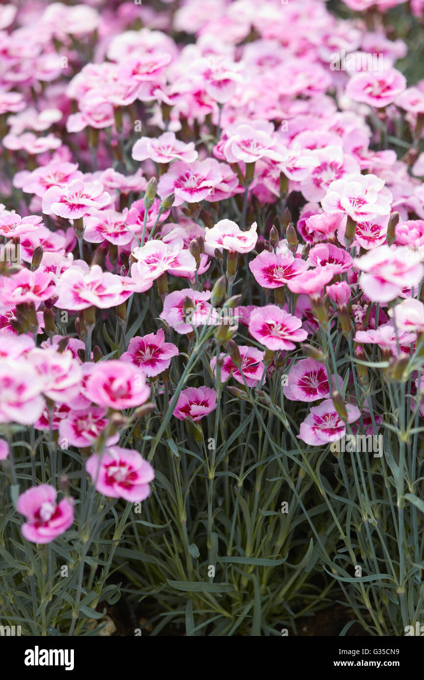 Rosa Dianthus Blumen, Nelken Hintergrund Stockfoto