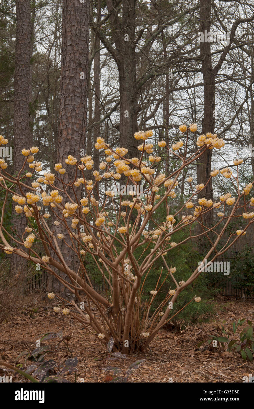 Edgeworthia Chrysantha Papierfabrik Stockfoto