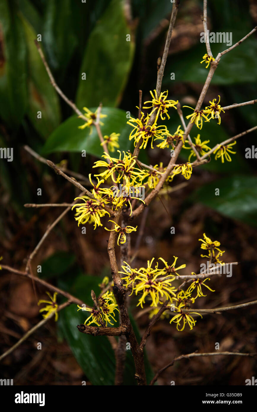 Hamamelis Mollis, Wisley Supreme', Strauch, Stockfoto