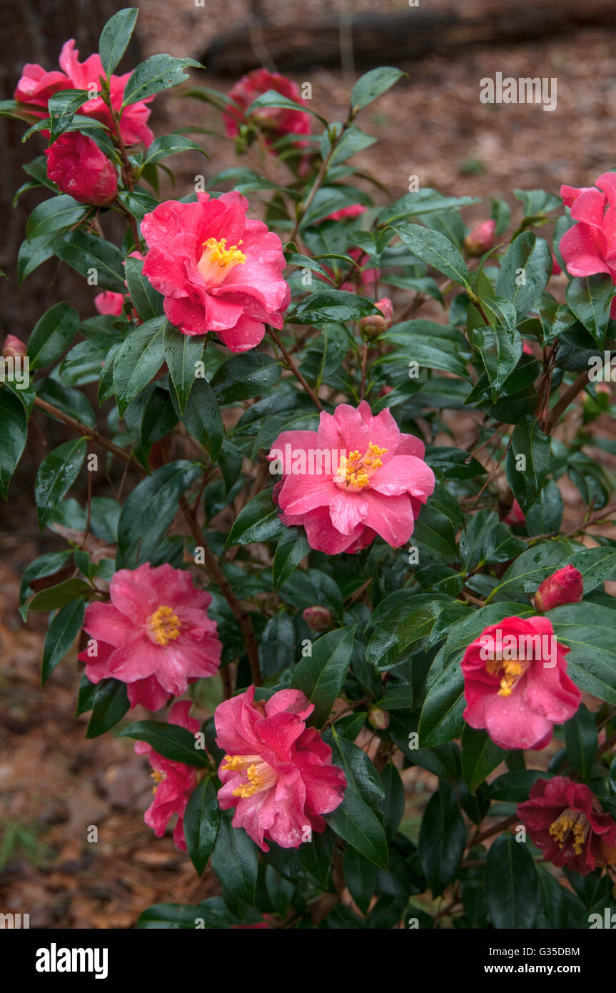 Camellia Japonica CORAL Freude, Stockfoto