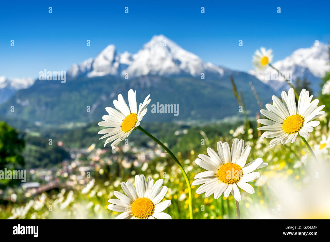 Alpine Landschaft mit schönen Blumen blühen im idyllischen Wiesen und schneebedeckten Berggipfel an einem sonnigen Tag im Frühling Stockfoto
