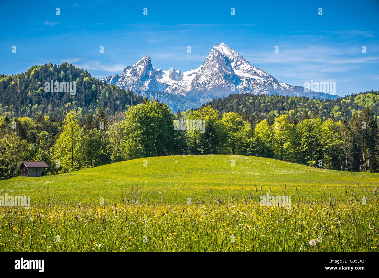 Idyllische Landschaft in den Alpen mit frischen grünen Wiesen, blühenden Blumen und schneebedeckten Berggipfeln im Hintergrund Stockfoto